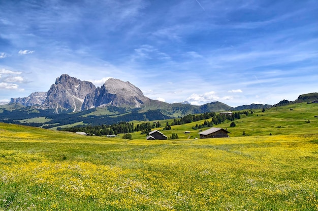 A field of flowers with a mountain in the background