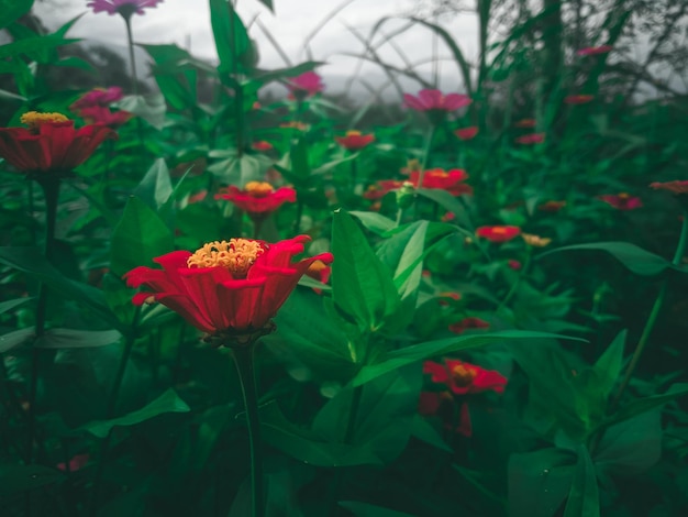 A field of flowers with a red flower in the middle