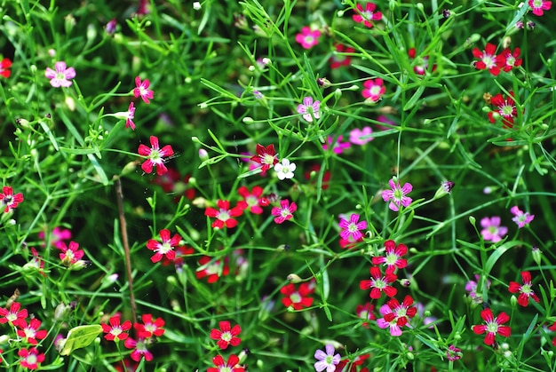 Field of Flowers with Small Colorful Petals