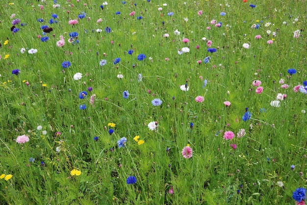 Field of flowers