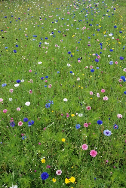 Field of flowers