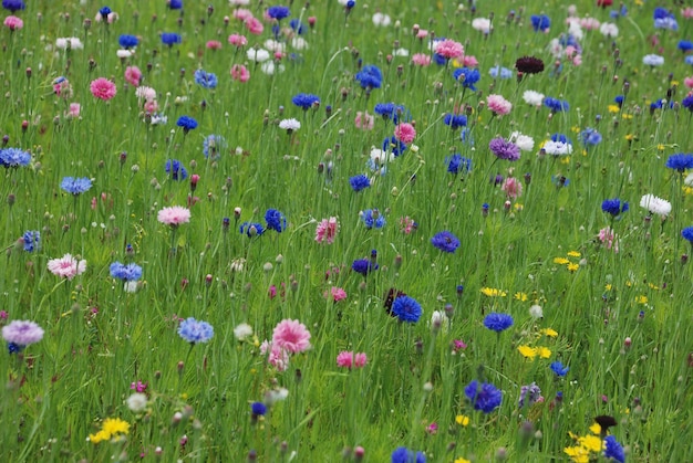 Field of flowers