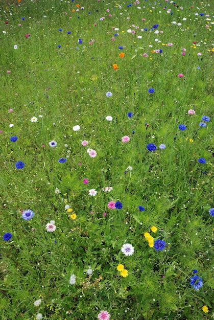 Field of flowers