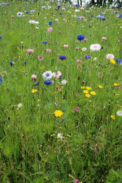 Field of flowers