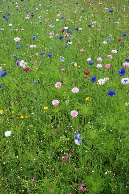 Field of flowers