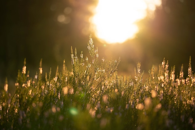 Field in the forest with delicate small flowers bathed in the sun