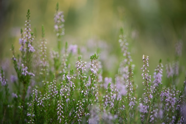 Field in the forest with delicate small flowers