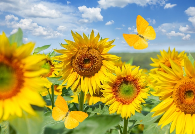 Field of fresh sunflowers and butterflies at bright summer day close up under blue sky with clouds