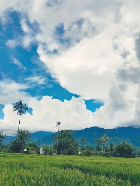 A field in front of a mountain