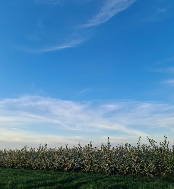 A field of fruit with a blue sky in the background