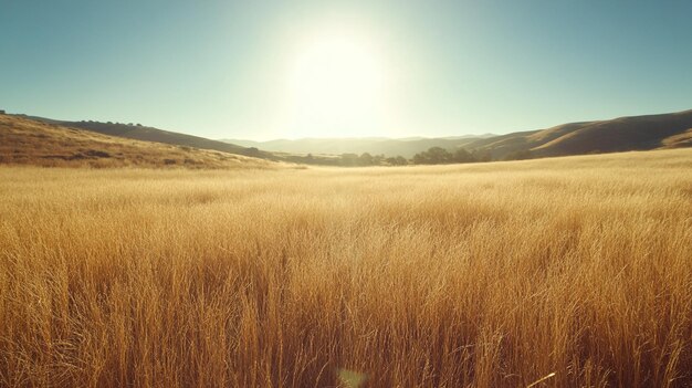 Photo a field of golden grass with the sun shining through the background