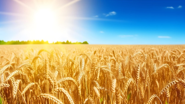 A field of golden wheat against a blue sky with the sun shining on it.