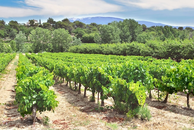 Field of grape vine in summer growing  in Vaucluse france with Mont ventoux background