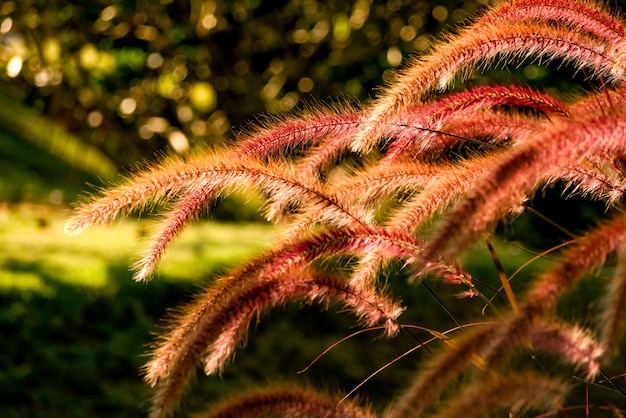 Field of grass flower nature background soft focus