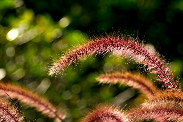 Field of grass flower nature background soft focus