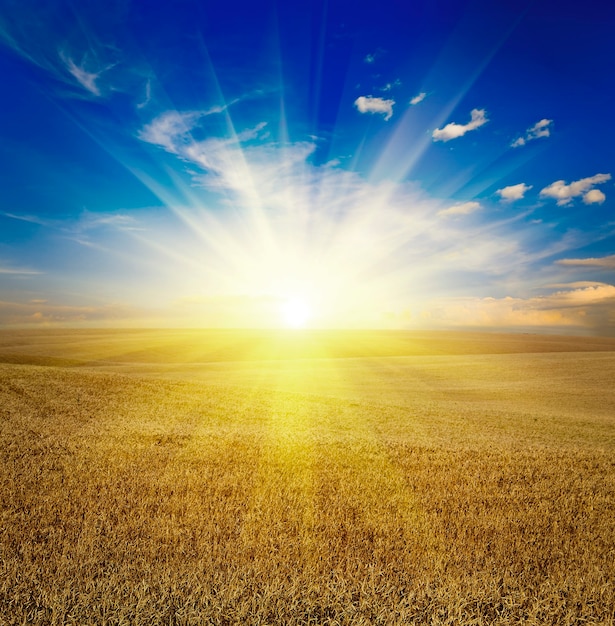 Field of grass. meadow wheat under sky