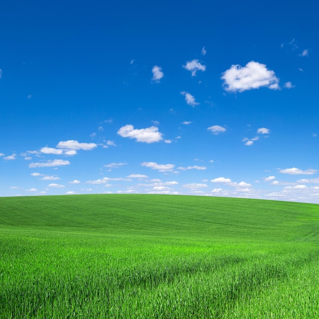 Field of grass and perfect sky