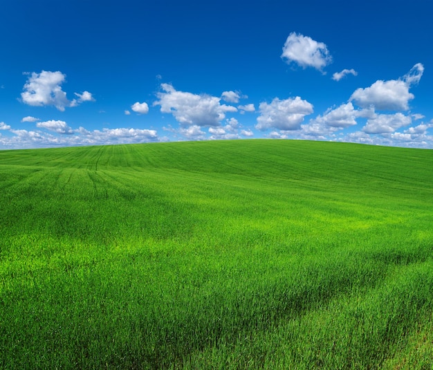 Field of grass and perfect sky