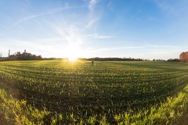 Field of grass on sunset