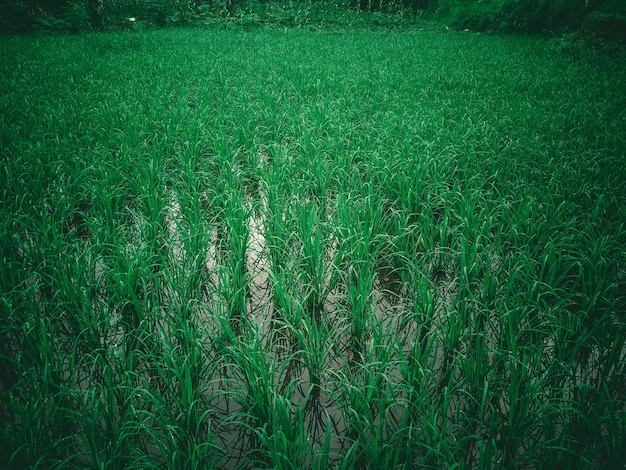 A field of grass that has a green background and the word rice on it.