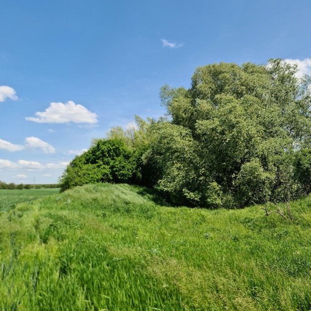 A field of grass that has a tree in it