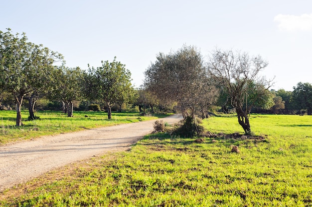 Field of grass and trees in sunlight