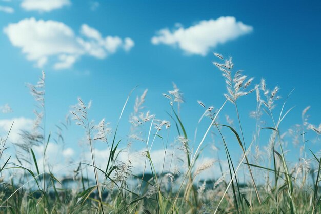 a field of grass with a blue sky and clouds in the background