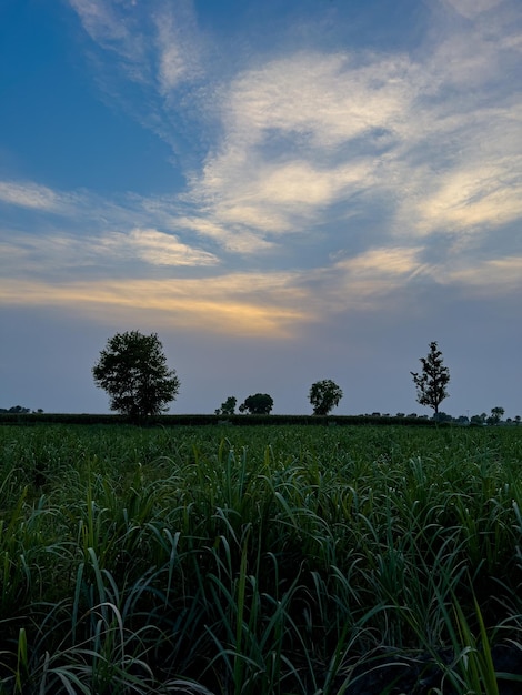 A field of grass with a blue sky and clouds in the background.