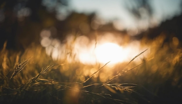 a field of grass with the sun behind it