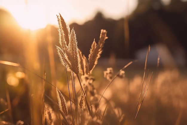 Field of grass with the sun shining on the horizon