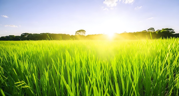 A field of grass with the sun shining on it