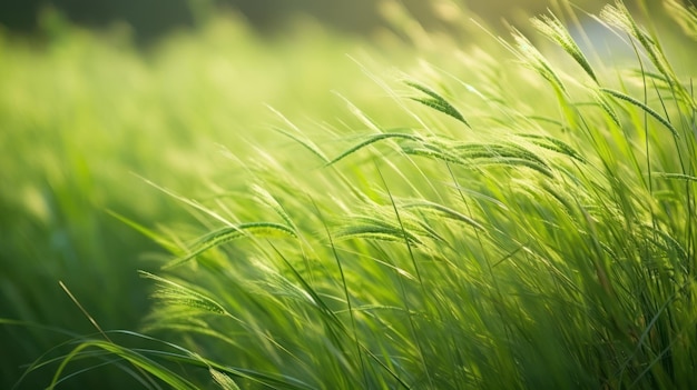 A field of grass with the sun shining on it