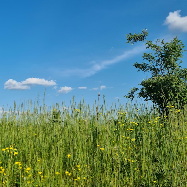 A field of grass with a tree in the foreground and a blue sky with clouds.