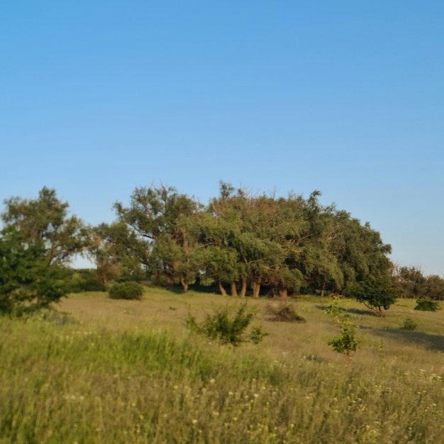 A field of grass with trees and a blue sky in the background.