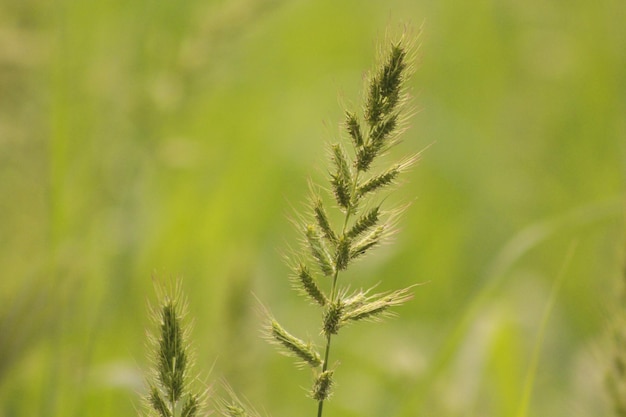 A field of grass with the word oats on it