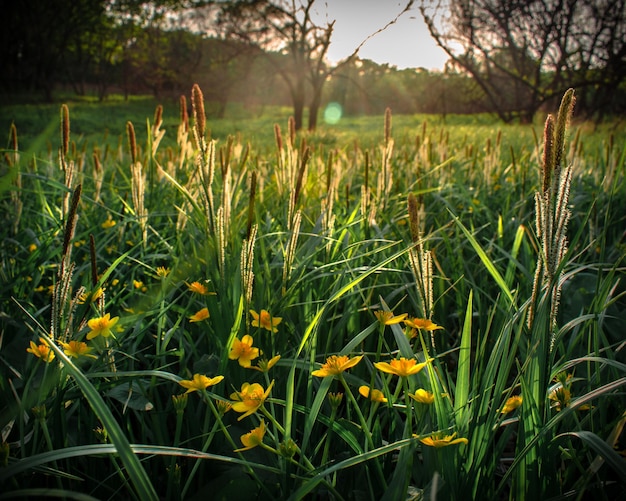 A field of grass with yellow flowers and the sun shining through the trees.