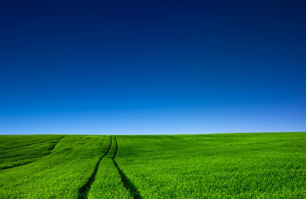 Field of grass