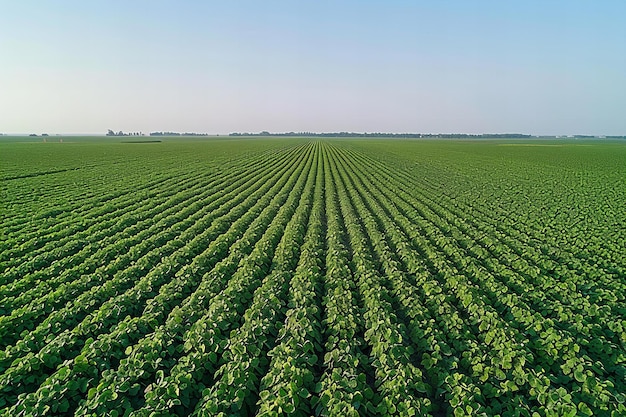 a field of green beans with a sky in the background