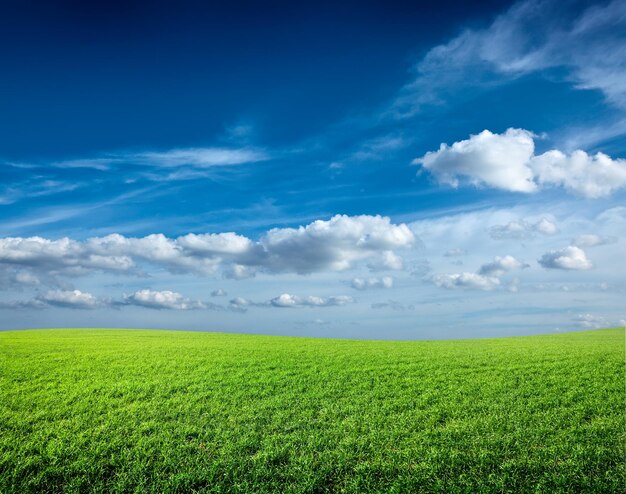 Field of green fresh grass under blue sky