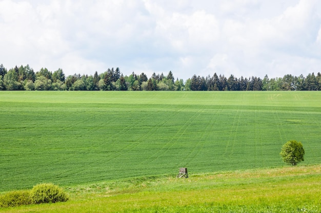 Field of green fresh grass under cloudy sky in summertime