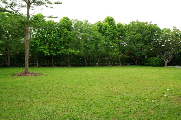 field green grass blue sky with cloud cloudy landscape background