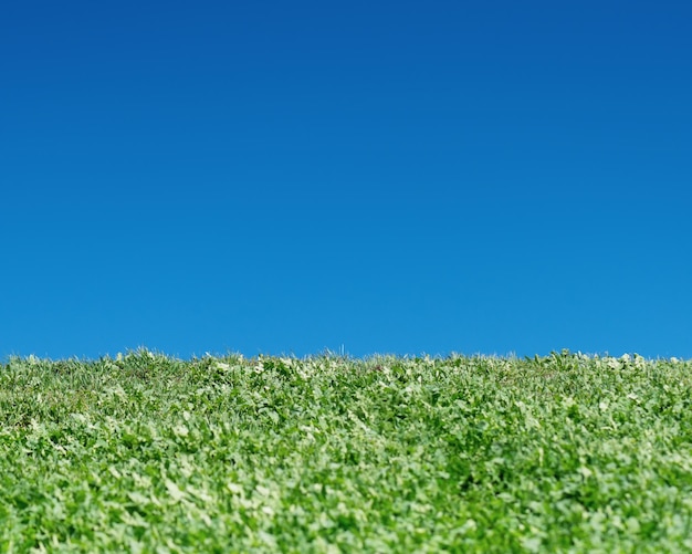 Field of green grass and blue sky