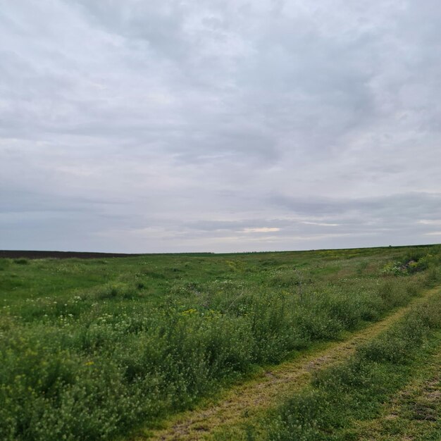 Photo a field of green grass and a cloudy sky