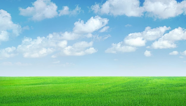 Field of green grass panorama Blue sky with clouds