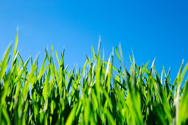 Field of green grass and sky