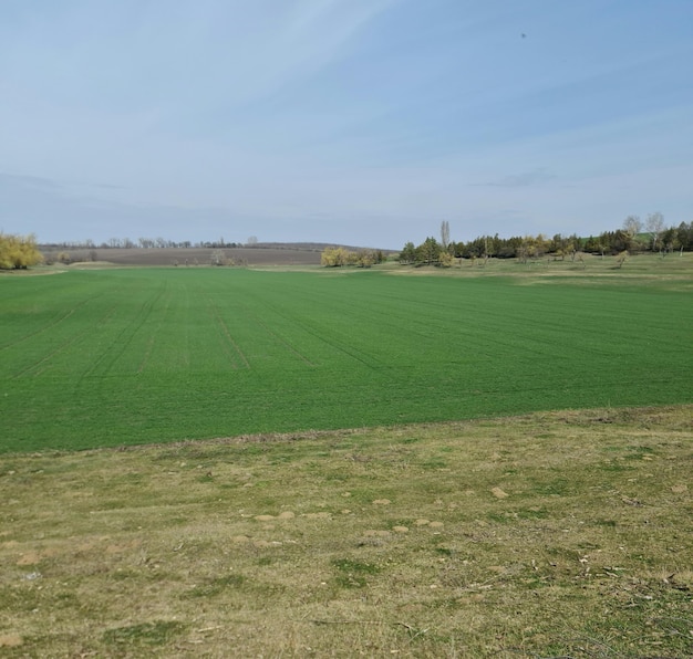 A field of green grass with a blue sky in the background.