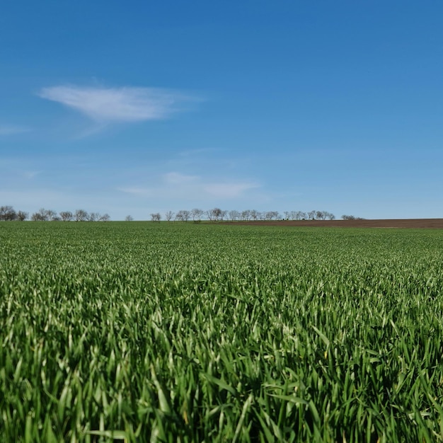 A field of green grass with a blue sky in the background.