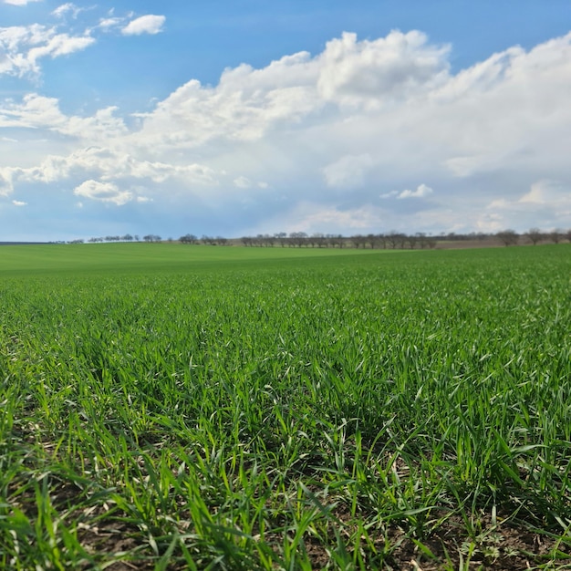 A field of green grass with a blue sky and clouds in the background.