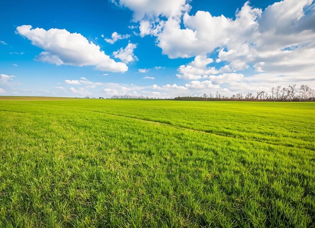 A field of green grass with a blue sky and clouds