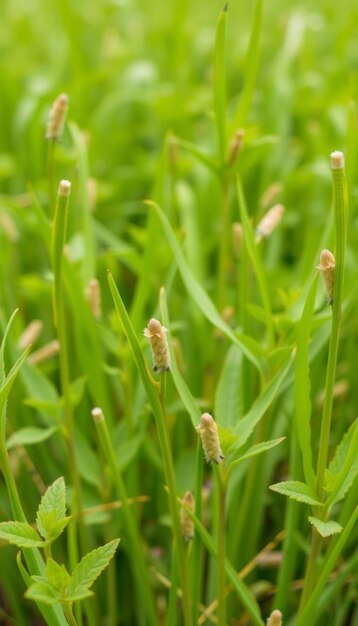 Photo a field of green grass with a few tiny flowers